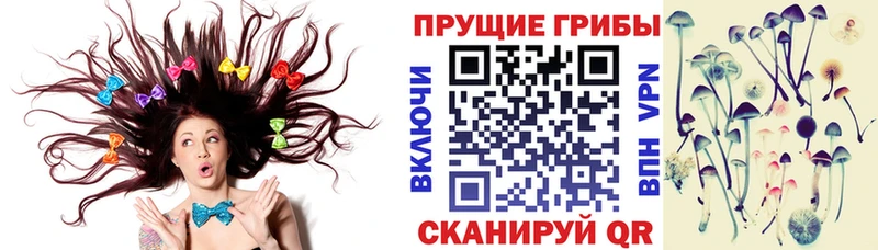 mega сайт цена Шахунья Галлюциногенные грибы Cubensis